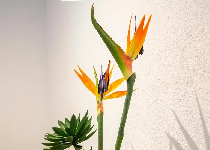 Miwo 3* メッケンベウーレン